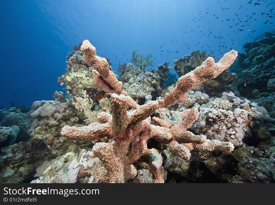 Ocean, sun and sponge taken in the red sea.