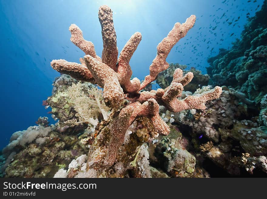 Ocean, sun and sponge taken in the red sea.