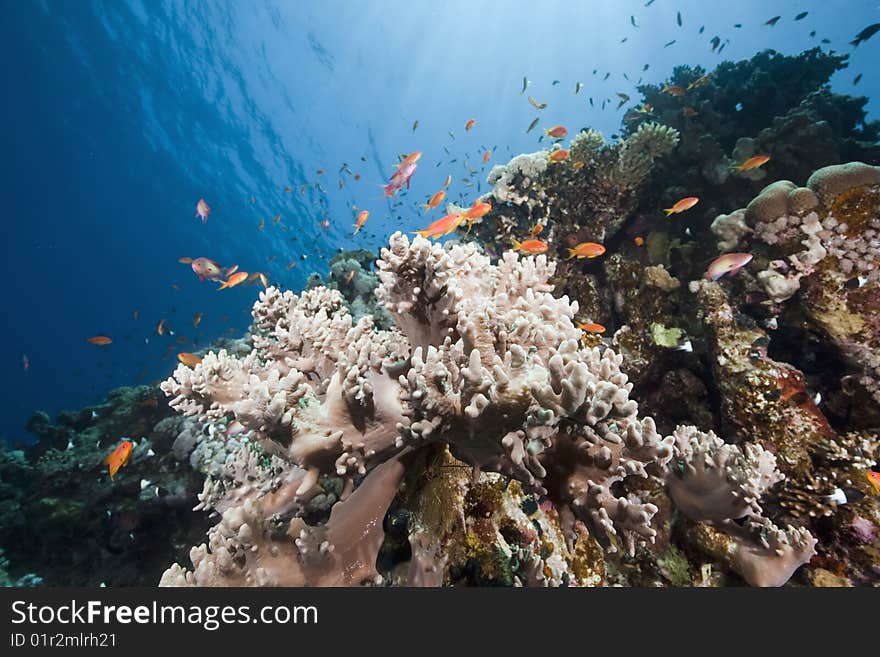 Ocean, sun and fish taken in the red sea.