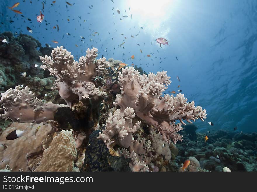 Ocean, sun and fish taken in the red sea.