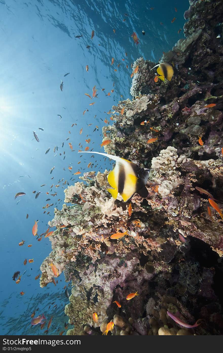 Ocean, sun and fish taken in the red sea.