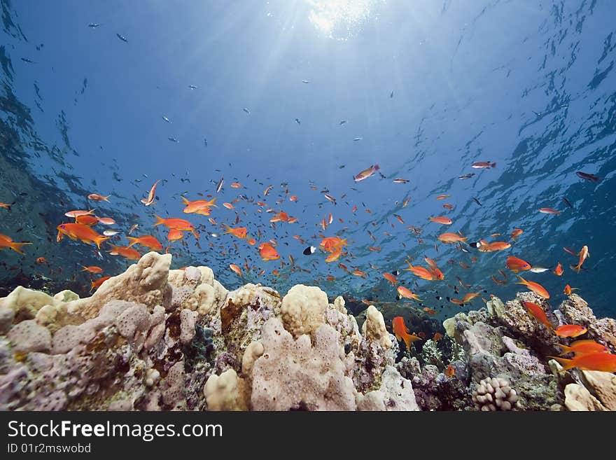 Ocean, sun and fish taken in the red sea.