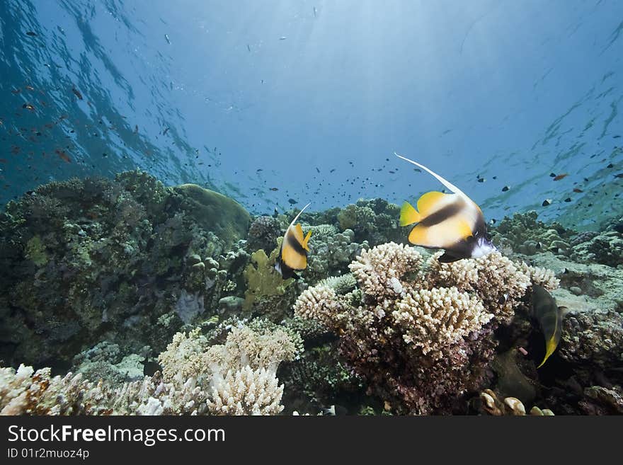 Ocean, sun and fish taken in the red sea.