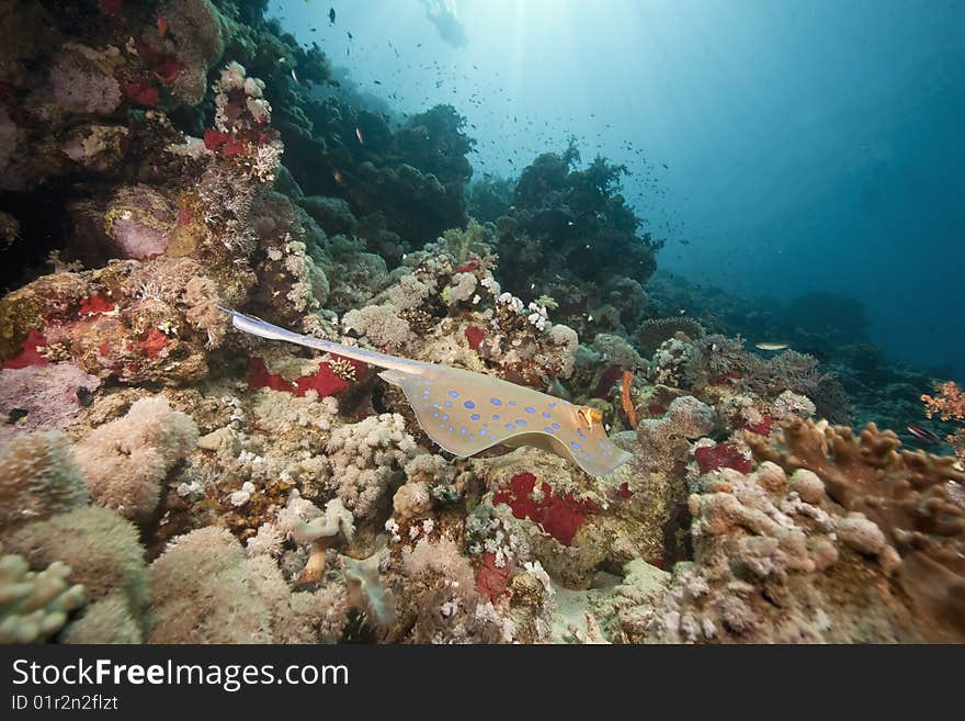 Ocean, sun and  bluespotted stingray