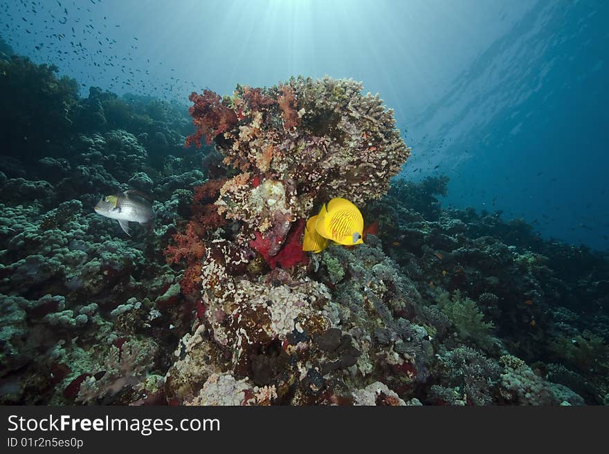 Ocean, sun and fish taken in the red sea.