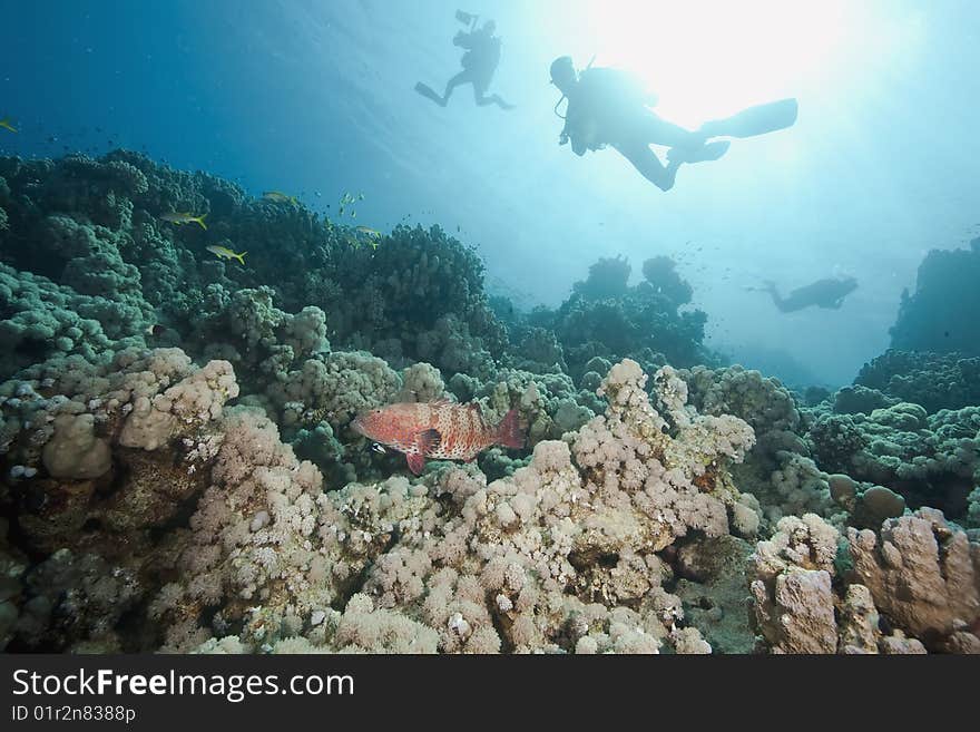 Ocean, sun and fish taken in the red sea.