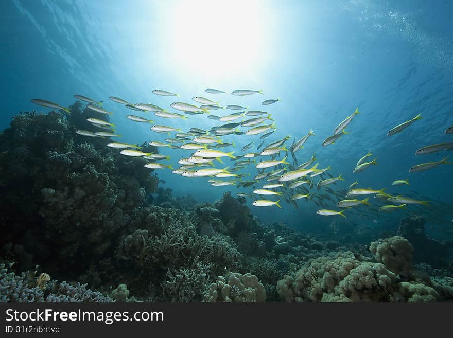 Ocean, sun and yellowfin goatfish taken in the red sea.