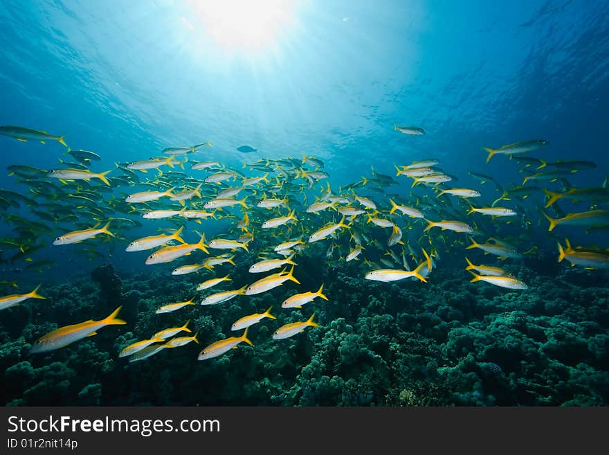 Ocean, sun and yellowfin goatfish taken in the red sea.