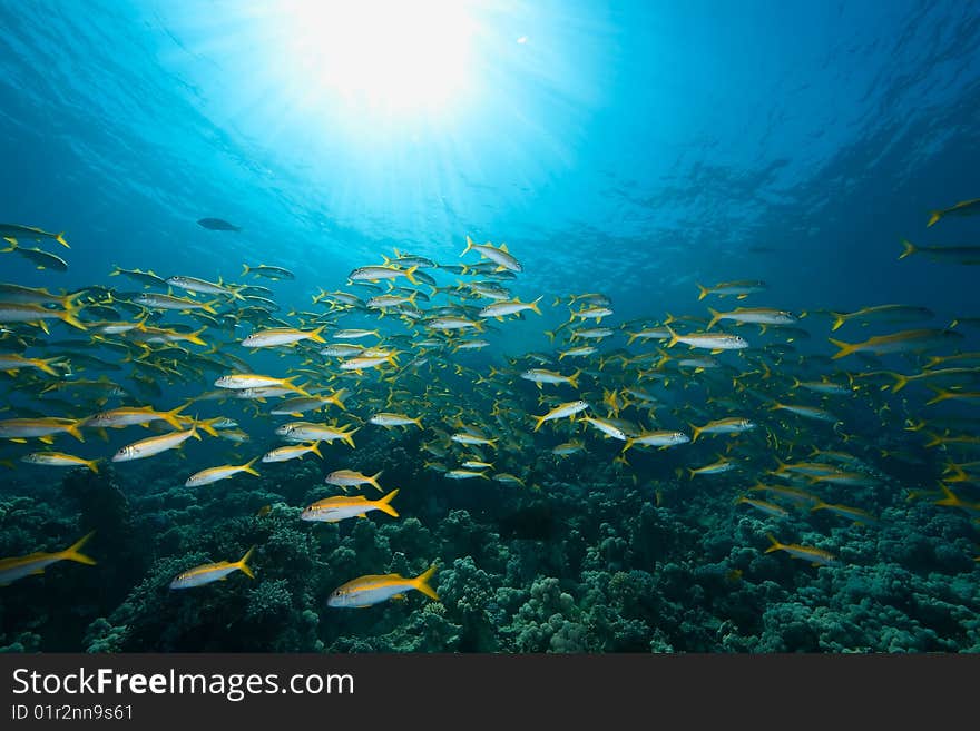 Ocean, sun and yellowfin goatfish taken in the red sea.