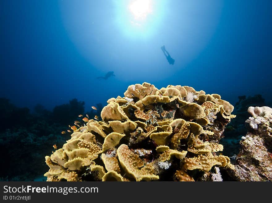 Ocean, sun and fish taken in the red sea.