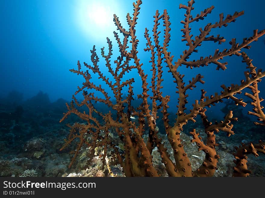 Ocean, sun and fan coral taken in the red sea.