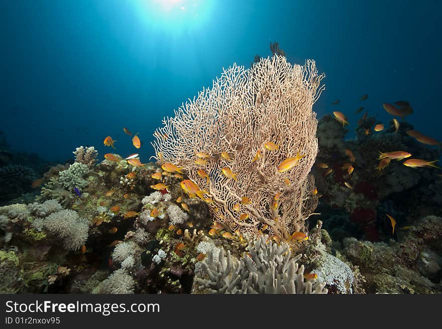 Ocean, sun and fish taken in the red sea.