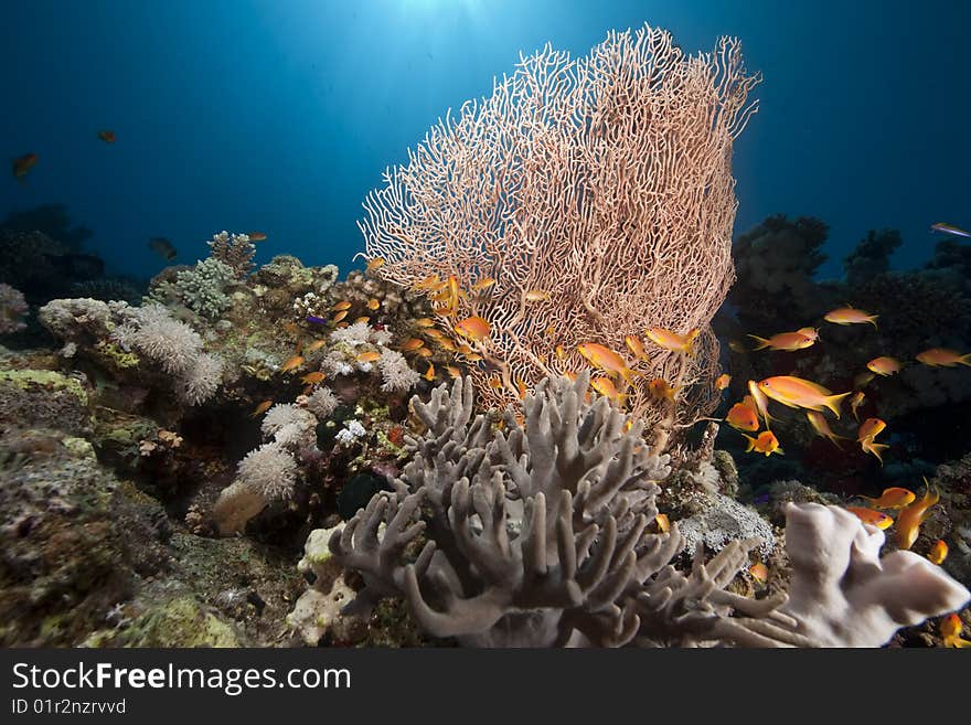 Ocean, sun and fish taken in the red sea.