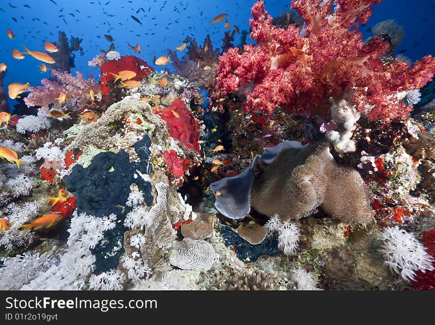 Ocean, sun and fish taken in the red sea.