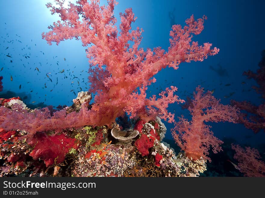 Ocean, sun and fish taken in the red sea.