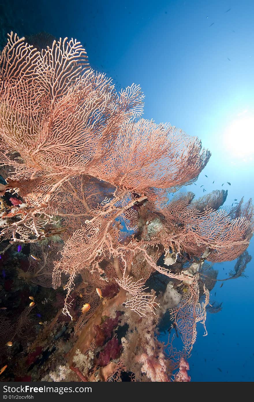 Ocean, sun and fish taken in the red sea.