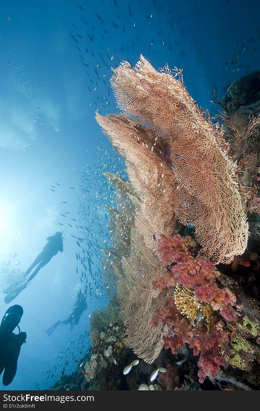 Ocean, sun and fish taken in the red sea.