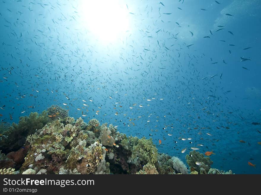 Ocean, sun and fish taken in the red sea.