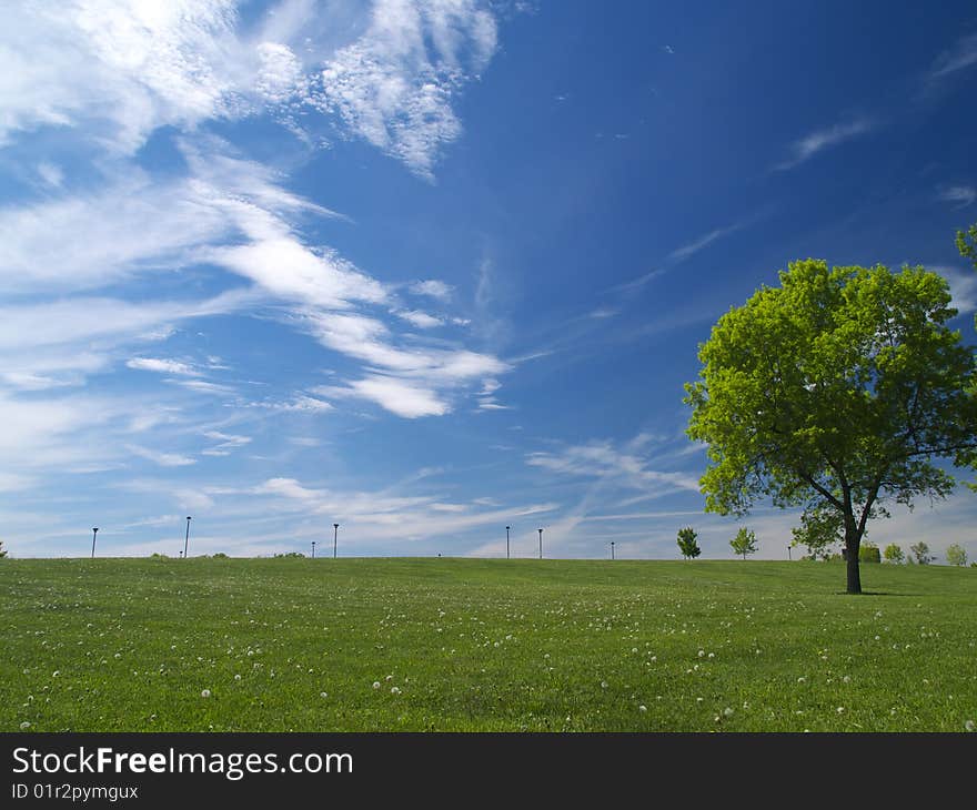 A tree under the blue cloudy sky. A tree under the blue cloudy sky