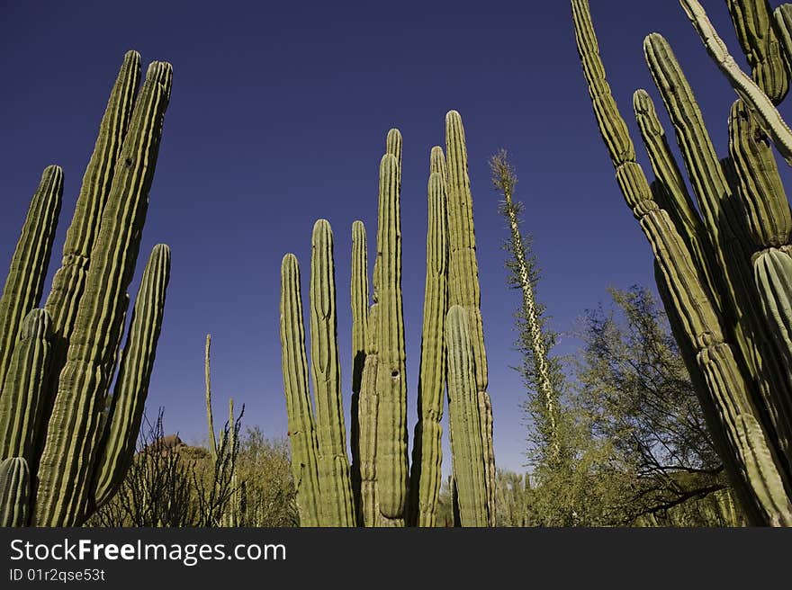 Cactus Reaching To The Sky