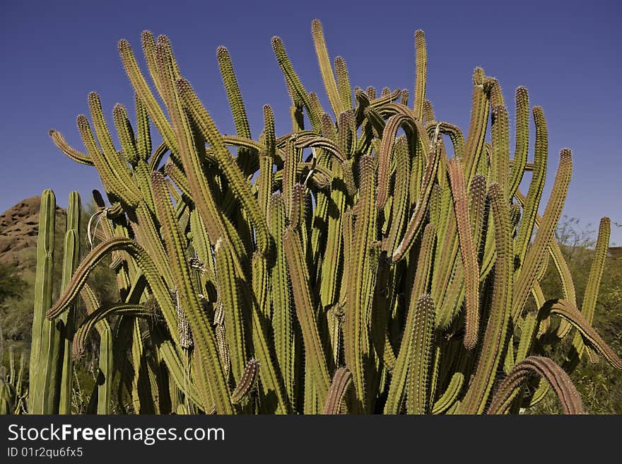 Web Of Cactus