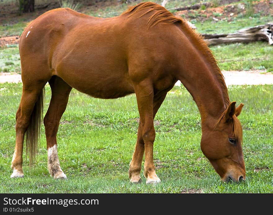 It's a red or maroon horse that is grazing on some grass. It's a red or maroon horse that is grazing on some grass