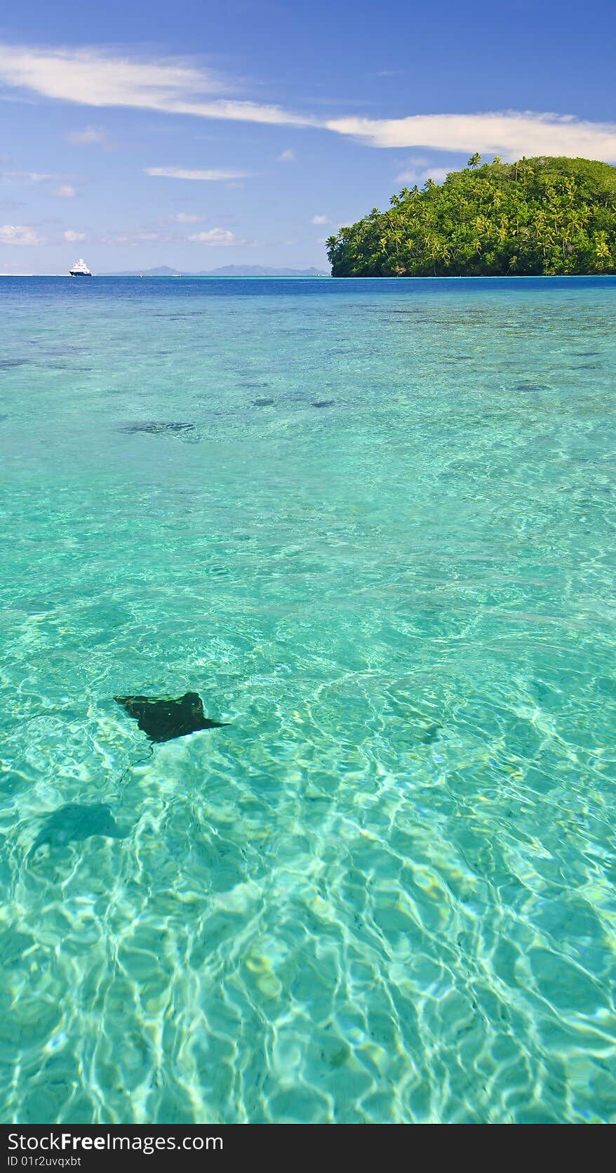 Ray swimming in lagoon, Huahine, French Polynesia. Ray swimming in lagoon, Huahine, French Polynesia