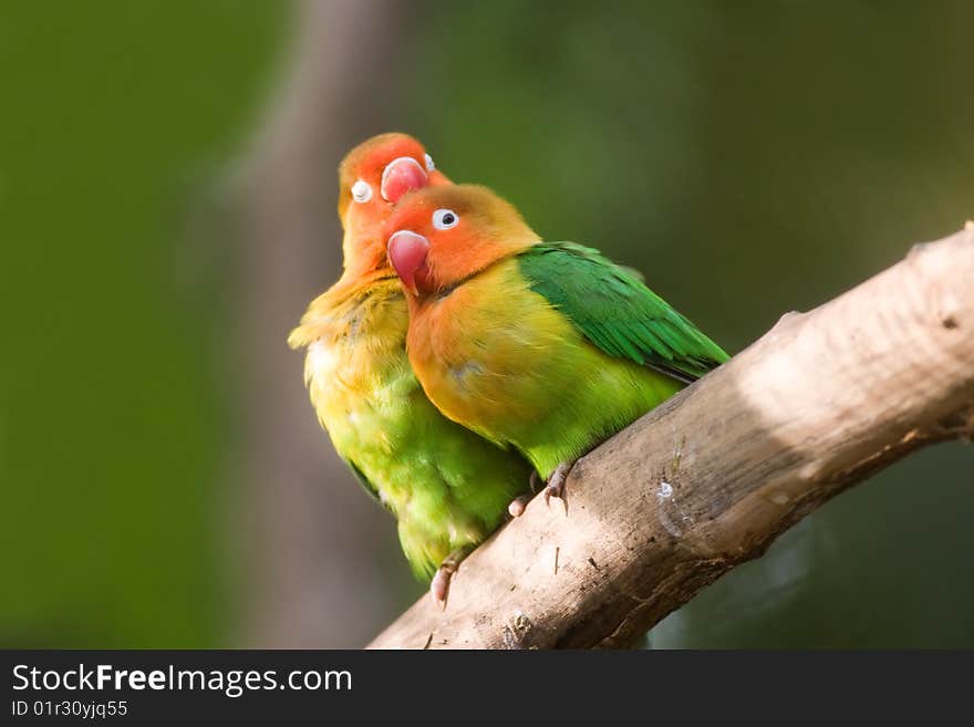 Colourful Fischers lovebird (Agapornis fischeri) of the tropical country.