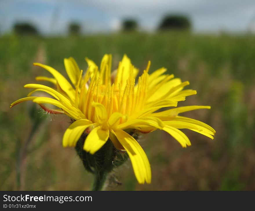 Yellow flower growing in a field