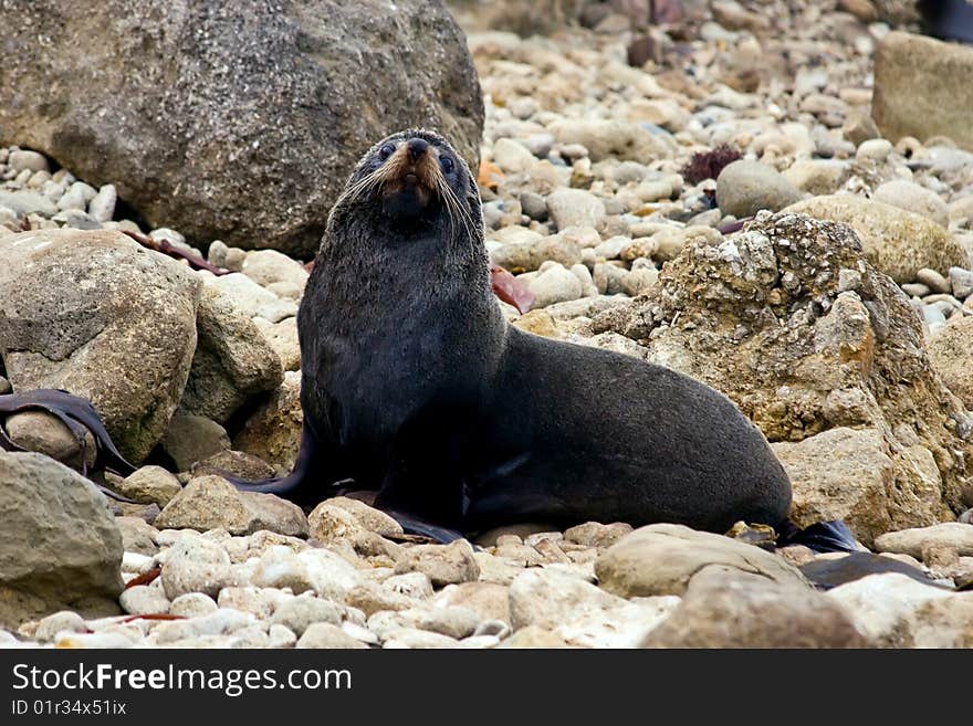 A seal sits up after relaxing on the rocks at Herbertville in the Wairarapa on the East Coast of the North Island in New Zealand. A seal sits up after relaxing on the rocks at Herbertville in the Wairarapa on the East Coast of the North Island in New Zealand.