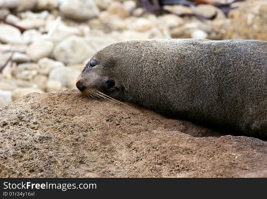 A seal relaxes on the rocks at Herbertville in the Wairarapa on the East Coast of the North Island in New Zealand. A seal relaxes on the rocks at Herbertville in the Wairarapa on the East Coast of the North Island in New Zealand.