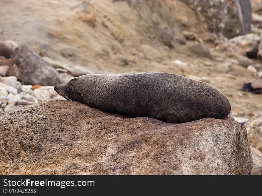 A seal relaxes on the rocks at Herbertville in the Wairarapa on the East Coast of the North Island in New Zealand. A seal relaxes on the rocks at Herbertville in the Wairarapa on the East Coast of the North Island in New Zealand.