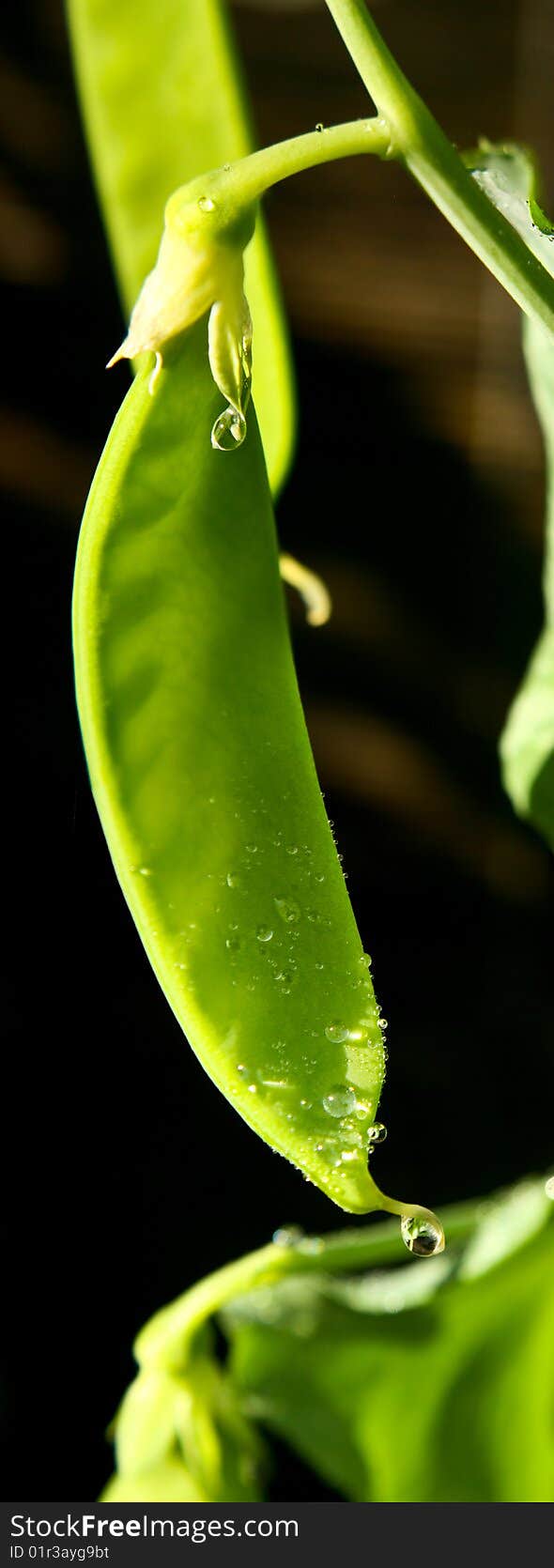 A fresh green snowpea with drops of water