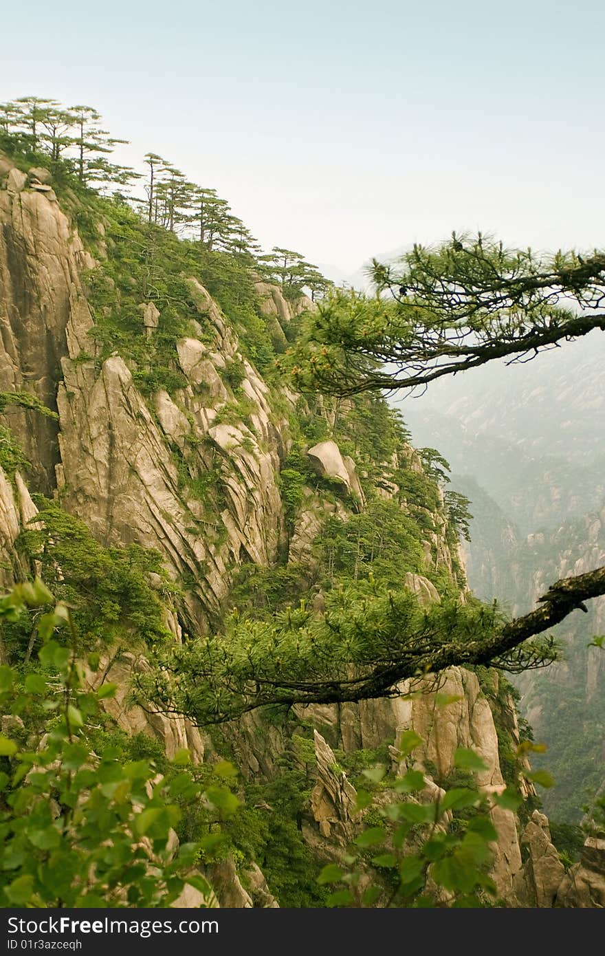 Chinese Mountain: Pine Trees And Steep Cliff