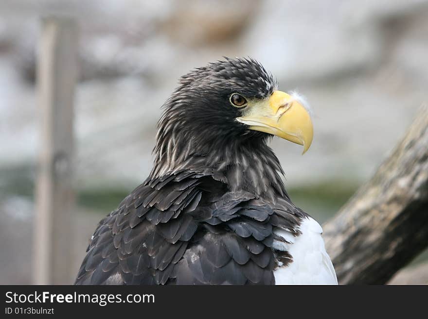 Beautiful portrait of a eagle. Beautiful portrait of a eagle