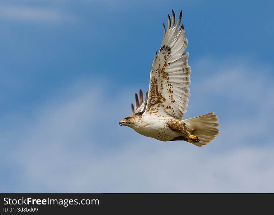 Ferruginous flight