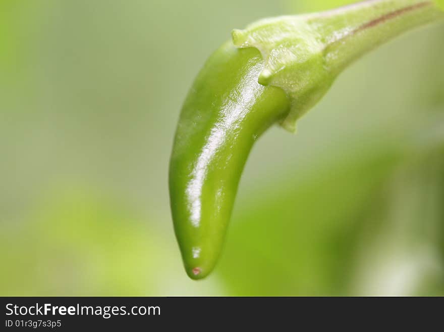 Green Chili