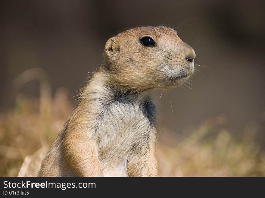 Prairie dog