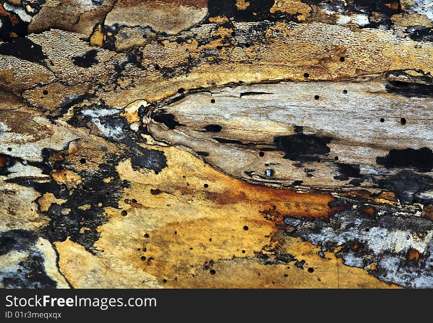 Close up of log that has been striped of it's bark and have started to fossilize