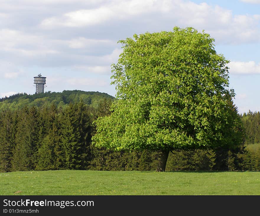 Tree and view-tower into background