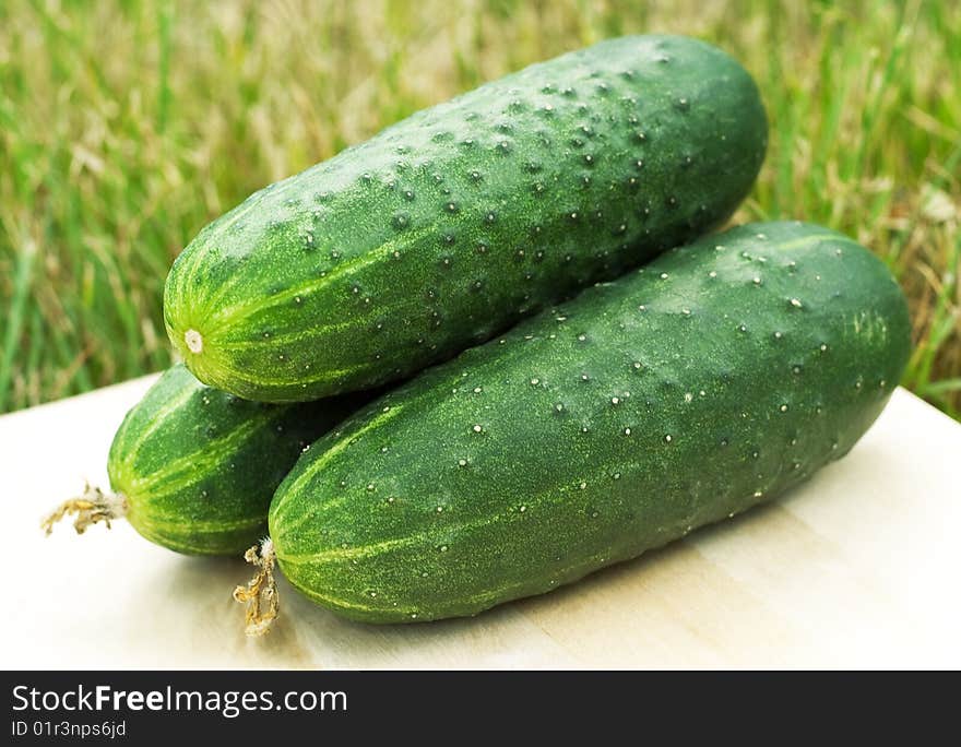 Green cucumber on a background of green grass