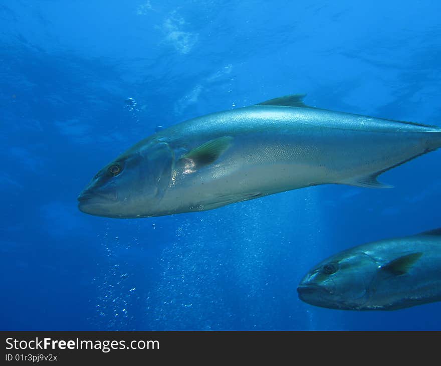 A” Seriola dumerili” fish (“Ricciola”, “Leccia”).
Shoted in the wild. A” Seriola dumerili” fish (“Ricciola”, “Leccia”).
Shoted in the wild.