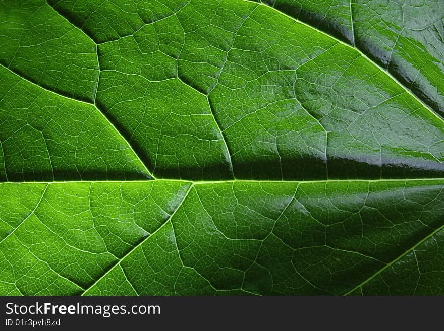 Glossy close up of a tree leaf. Glossy close up of a tree leaf