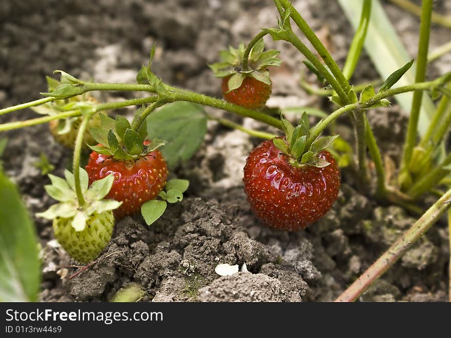 Sweet, delicious berry strawberry on a branch.