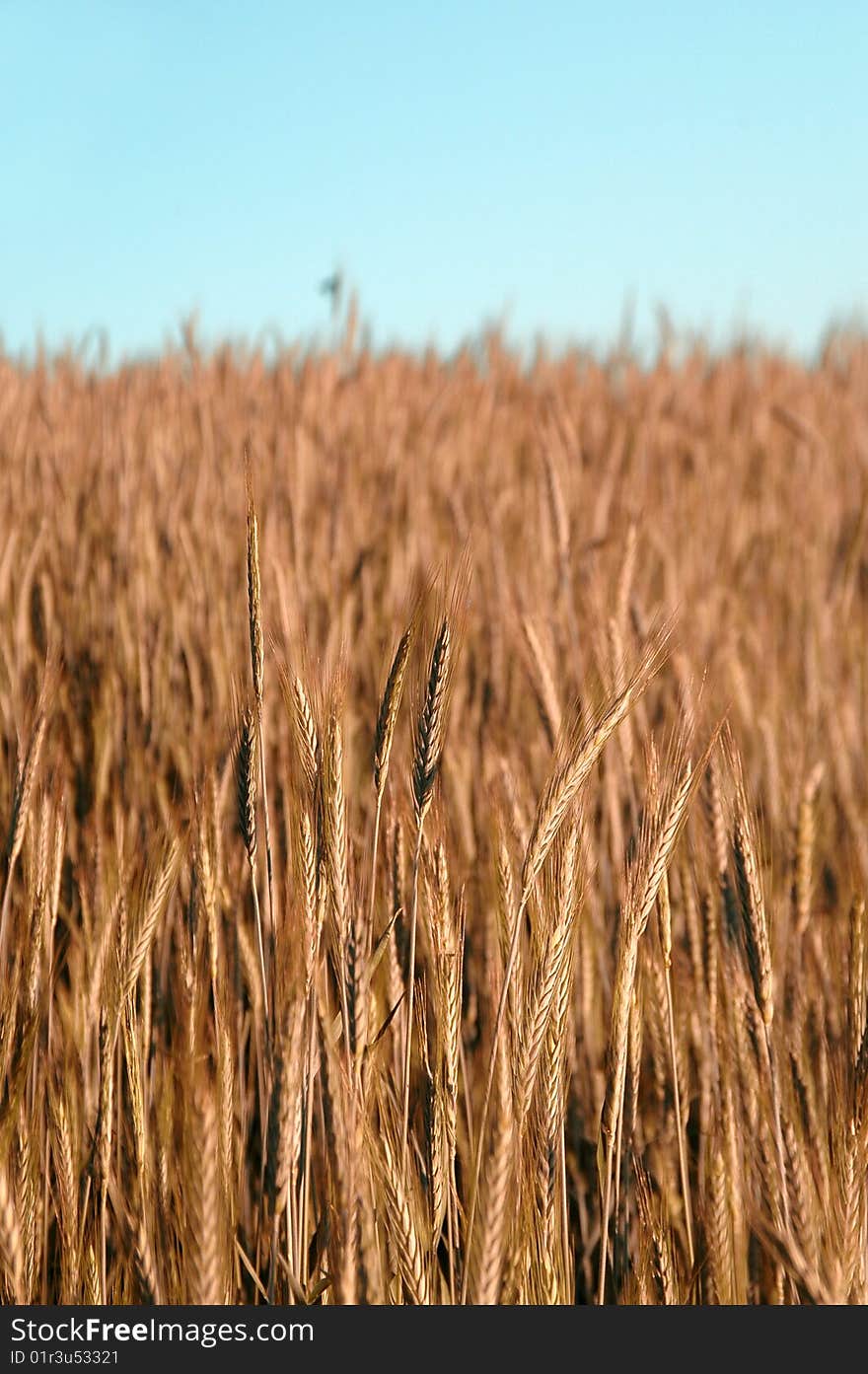 Golden Wheat Field