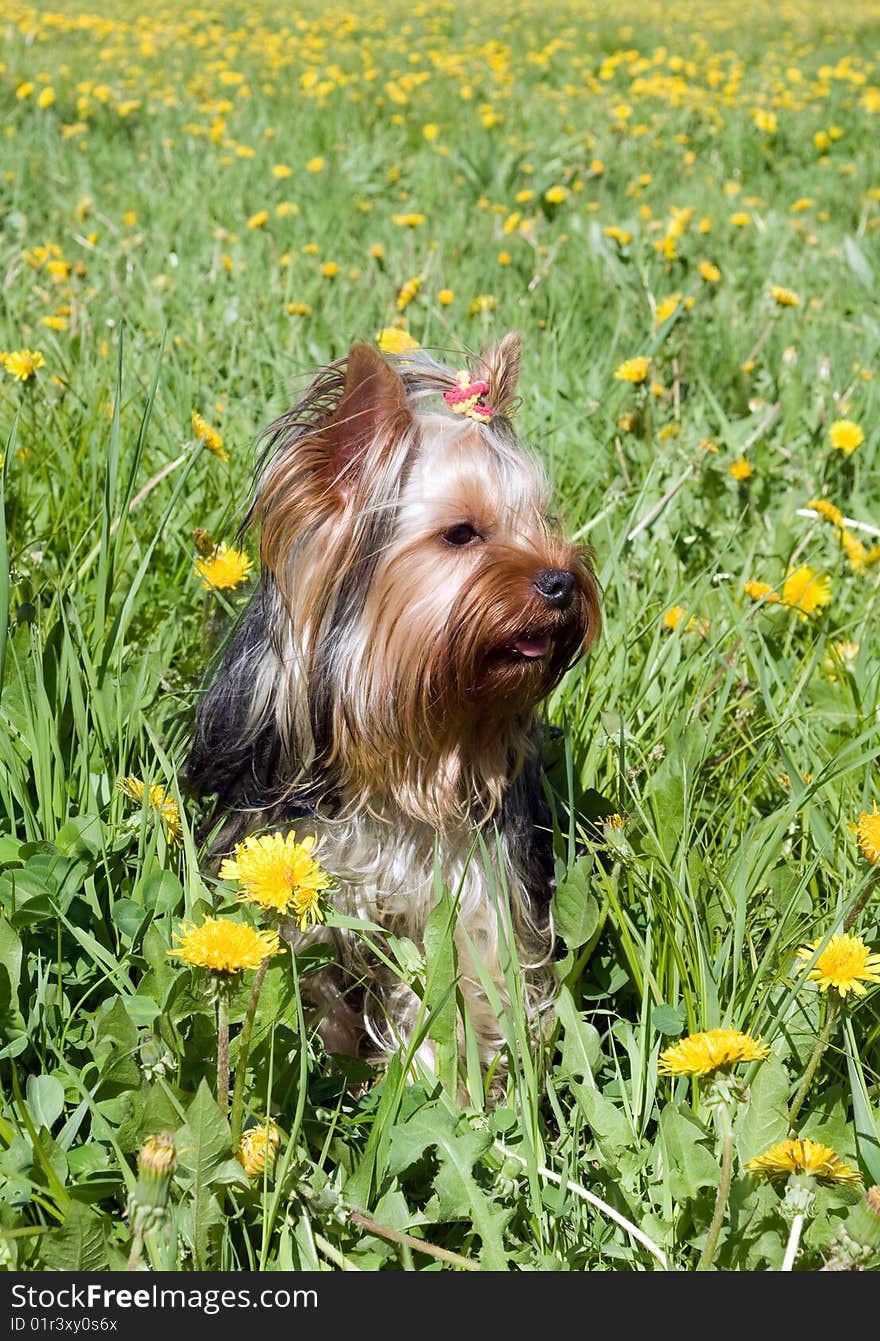 Cute yorkshire terrier in field amongst dandelion