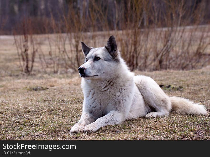 White dog lying on the ground. White dog lying on the ground