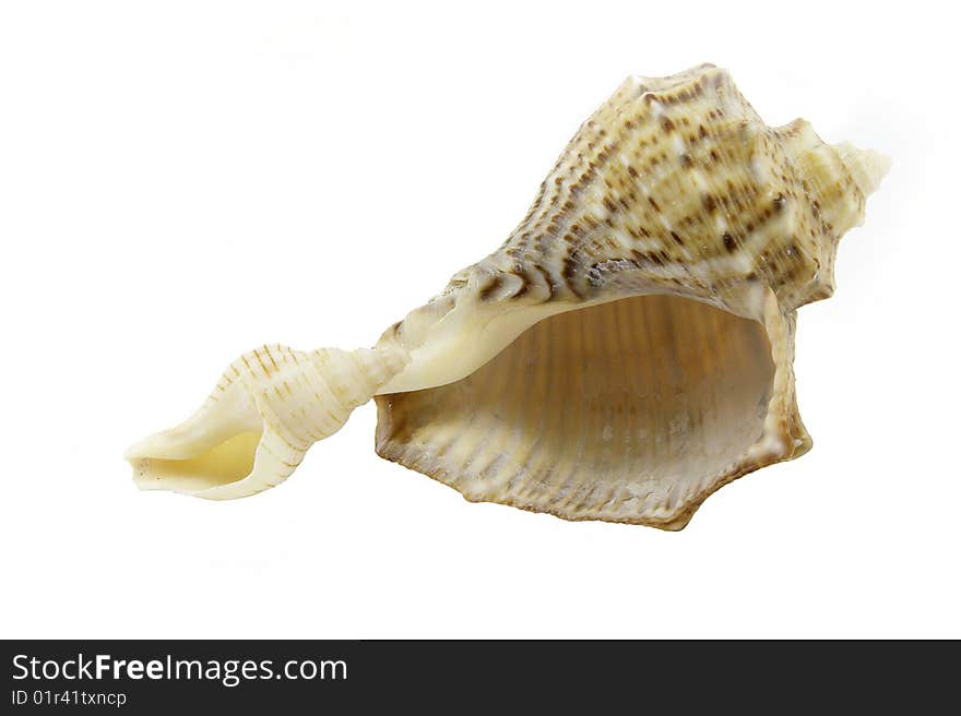 Big and small rapa shell over white background. Big and small rapa shell over white background