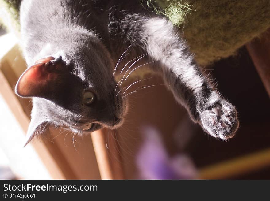 Grey cat lying on chair. Grey cat lying on chair