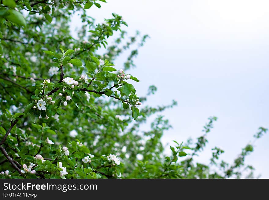 Apple-tree flowers and overcast sky